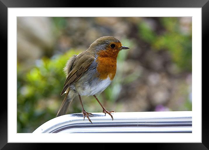 Robin Framed Mounted Print by Brian Beckett