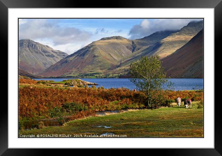 "Golden hour autumn at Wastwater" Framed Mounted Print by ROS RIDLEY