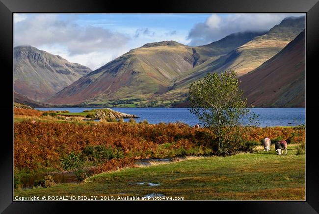 "Golden hour autumn at Wastwater" Framed Print by ROS RIDLEY
