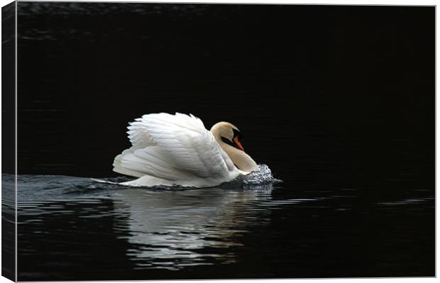 Mute Swan 3 Canvas Print by Chris Day