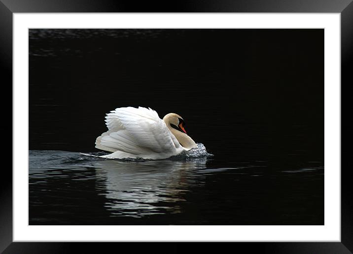 Mute Swan 3 Framed Mounted Print by Chris Day