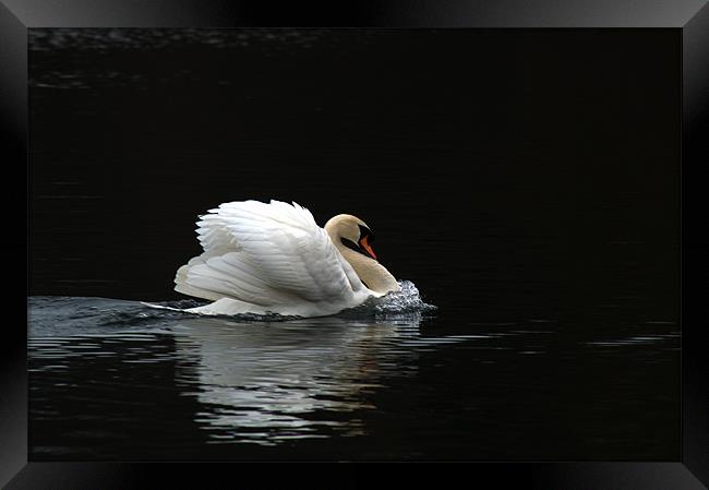 Mute Swan 3 Framed Print by Chris Day
