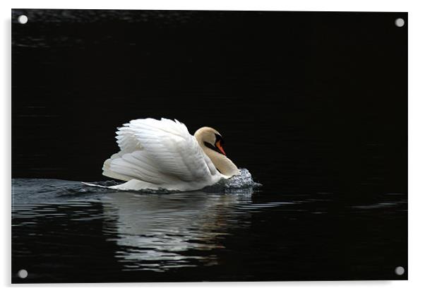 Mute Swan 3 Acrylic by Chris Day