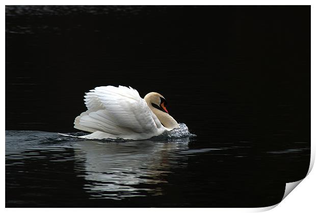 Mute Swan 3 Print by Chris Day