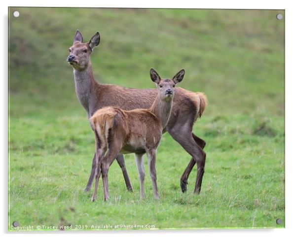 Doe with her fawn Acrylic by Tracey Wood