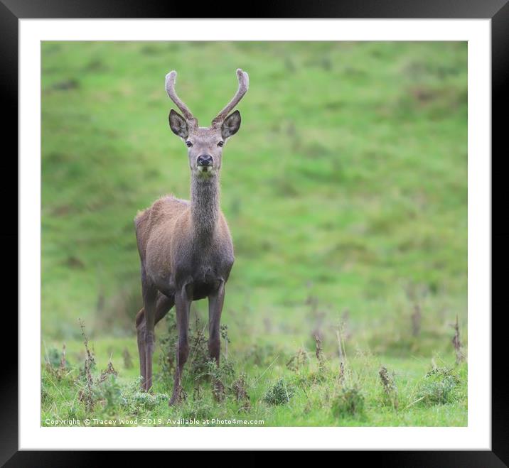 young inquisitive buck Framed Mounted Print by Tracey Wood