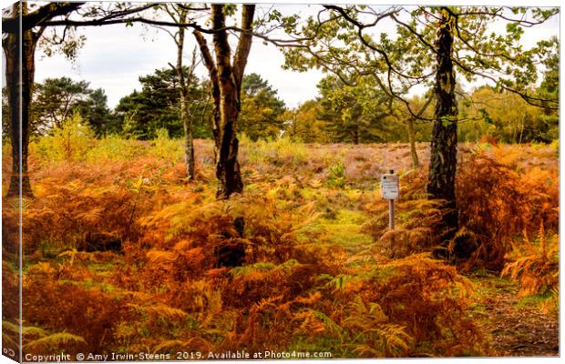 Autumn at Royden Park Canvas Print by Amy Irwin-Steens