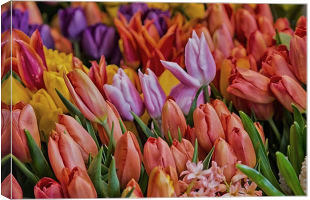 Many Colorful Tulips Canvas Print by Darryl Brooks