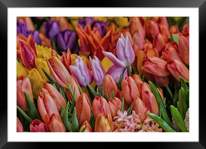 Many Colorful Tulips Framed Mounted Print by Darryl Brooks