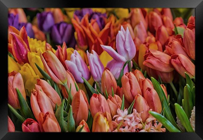 Many Colorful Tulips Framed Print by Darryl Brooks