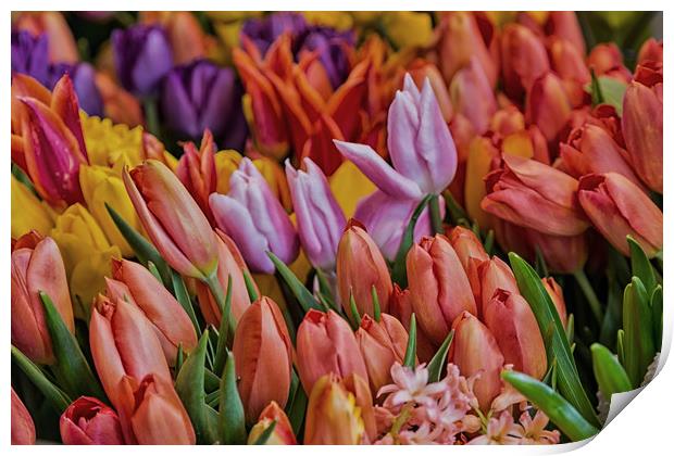 Many Colorful Tulips Print by Darryl Brooks