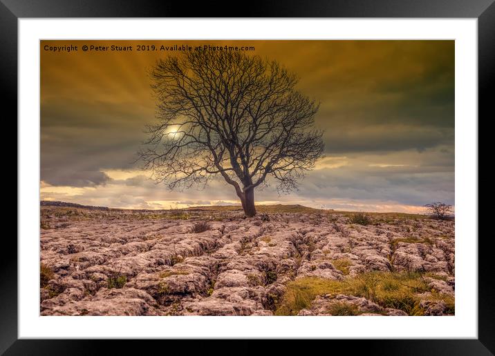 Lonely Tree above Malham Framed Mounted Print by Peter Stuart