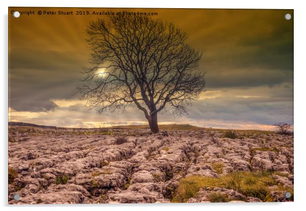 Lonely Tree above Malham Acrylic by Peter Stuart