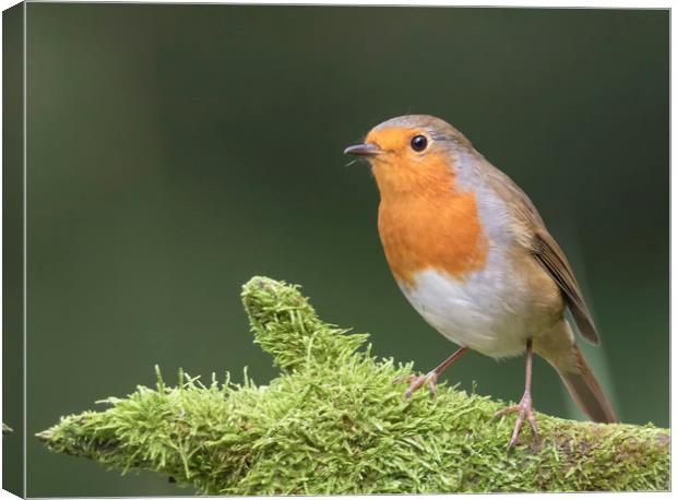 Robin Red Breast Canvas Print by Jonathan Thirkell
