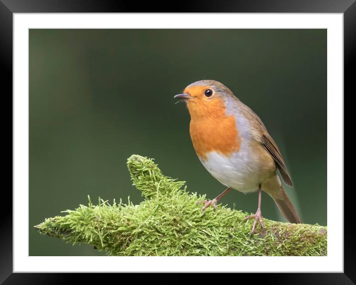 Robin Red Breast Framed Mounted Print by Jonathan Thirkell