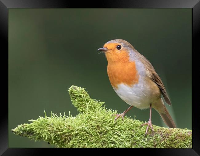 Robin Red Breast Framed Print by Jonathan Thirkell