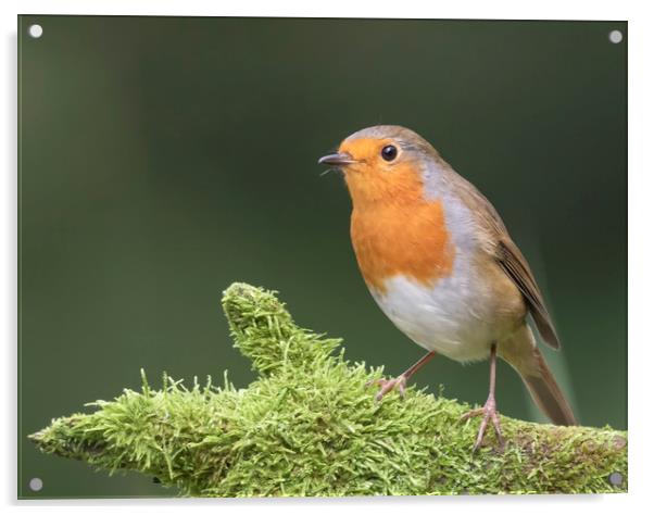 Robin Red Breast Acrylic by Jonathan Thirkell