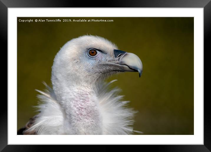 Eurasian Griffon Vulture Framed Mounted Print by Alan Tunnicliffe