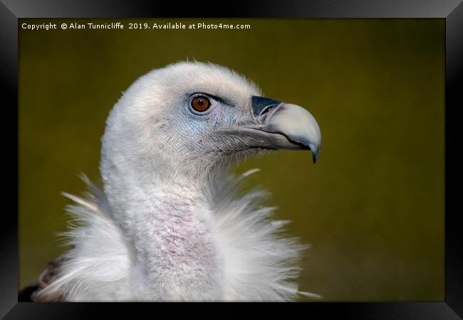 Eurasian Griffon Vulture Framed Print by Alan Tunnicliffe