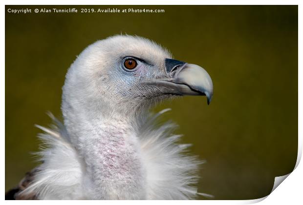 Eurasian Griffon Vulture Print by Alan Tunnicliffe