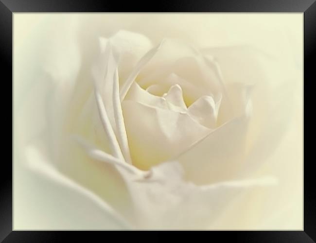 Soft White Rose Framed Print by Aj’s Images