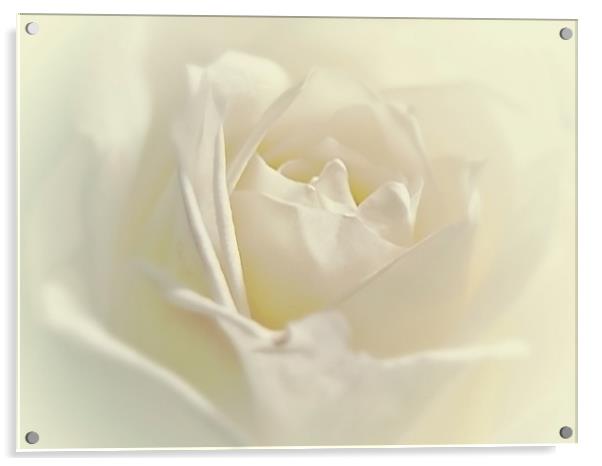 Soft White Rose Acrylic by Aj’s Images