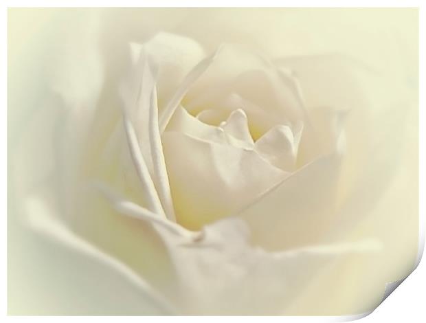 Soft White Rose Print by Aj’s Images