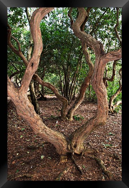 Bendy Trees Framed Print by Chris Day