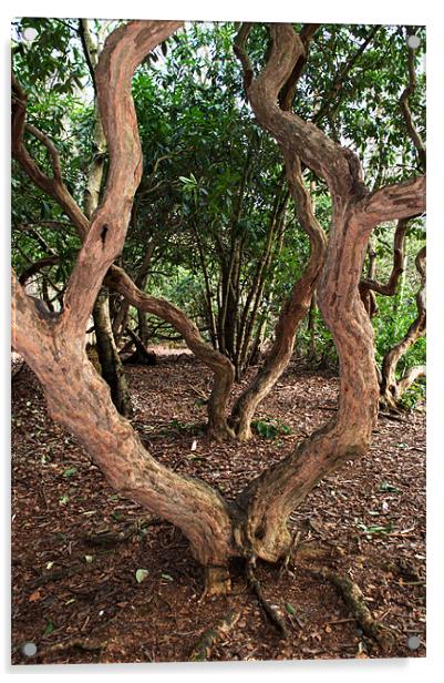 Bendy Trees Acrylic by Chris Day