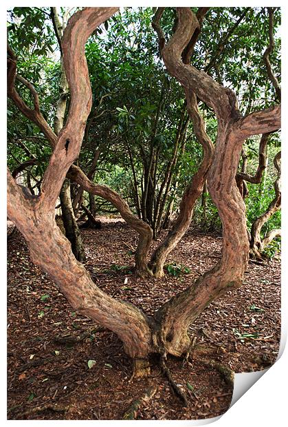 Bendy Trees Print by Chris Day