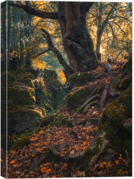 The Mystical Forest Canvas Print by Andrew Stevens