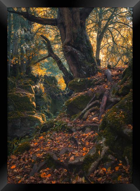 The Mystical Forest Framed Print by Andrew Stevens