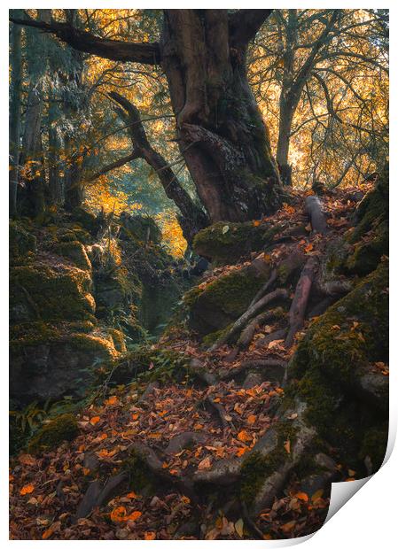 The Mystical Forest Print by Andrew Stevens