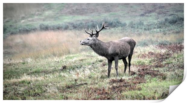 Red Deer Calling Print by Jon Fixter