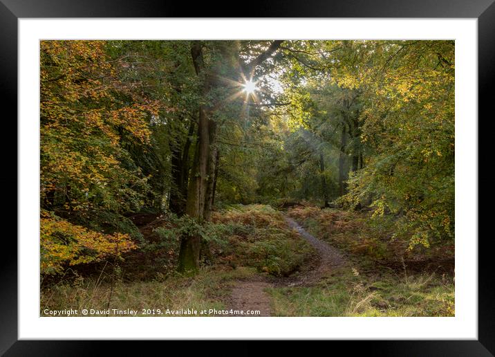 Early Autumn Sunlight Framed Mounted Print by David Tinsley