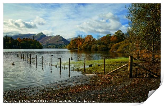 "Autumn at Derwentwater 2" Print by ROS RIDLEY