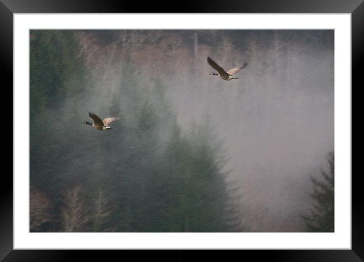 Flight Of The Geese Framed Mounted Print by Irina Walker