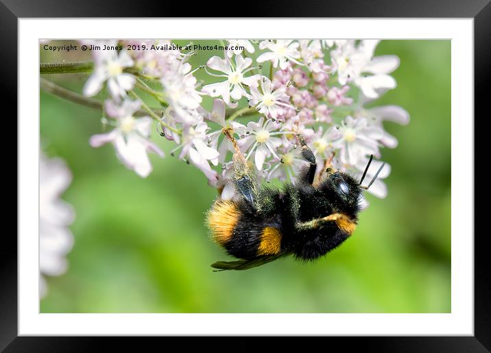 Bee gathering Pollen Framed Mounted Print by Jim Jones