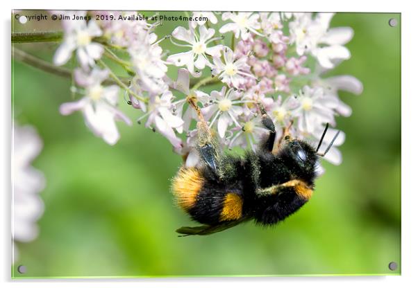 Bee gathering Pollen Acrylic by Jim Jones