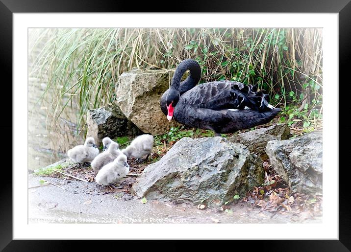 Black Swan Cygnets at Dawlish Brook in South Devon Framed Mounted Print by Rosie Spooner