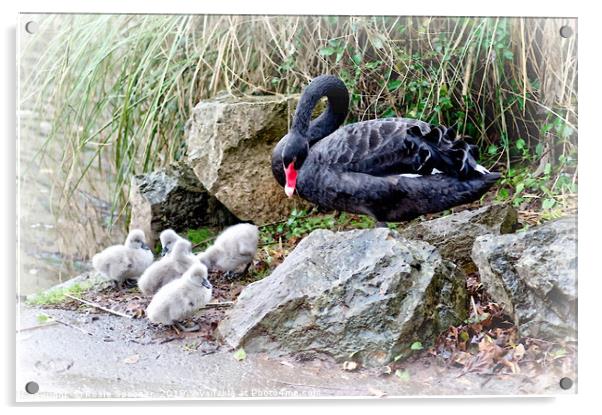 Black Swan Cygnets at Dawlish Brook in South Devon Acrylic by Rosie Spooner