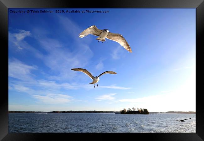 Seagulls Following Ferry Framed Print by Taina Sohlman