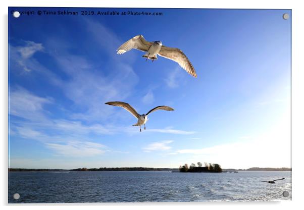 Seagulls Following Ferry Acrylic by Taina Sohlman