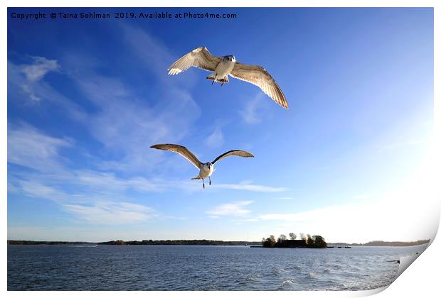Seagulls Following Ferry Print by Taina Sohlman