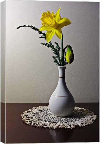 Daffodil Canvas Print by David Lewins (LRPS)
