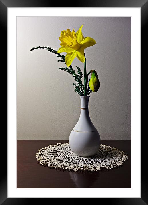 Daffodil Framed Mounted Print by David Lewins (LRPS)
