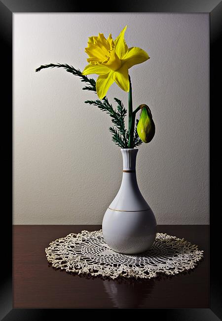 Daffodil Framed Print by David Lewins (LRPS)