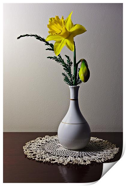 Daffodil Print by David Lewins (LRPS)