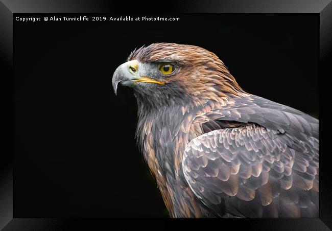 Golden Eagle Framed Print by Alan Tunnicliffe