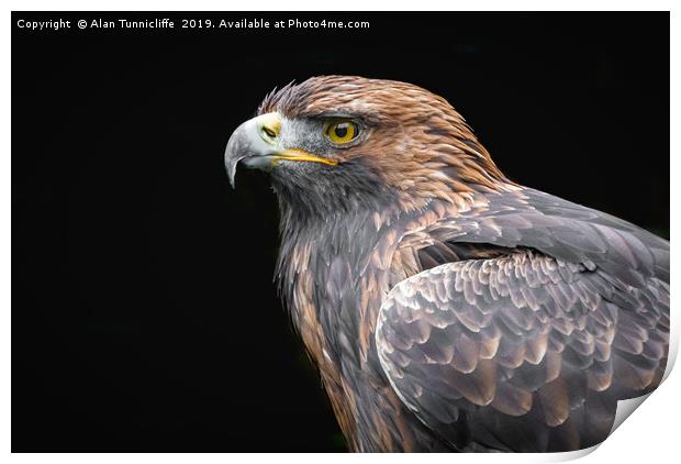Golden Eagle Print by Alan Tunnicliffe